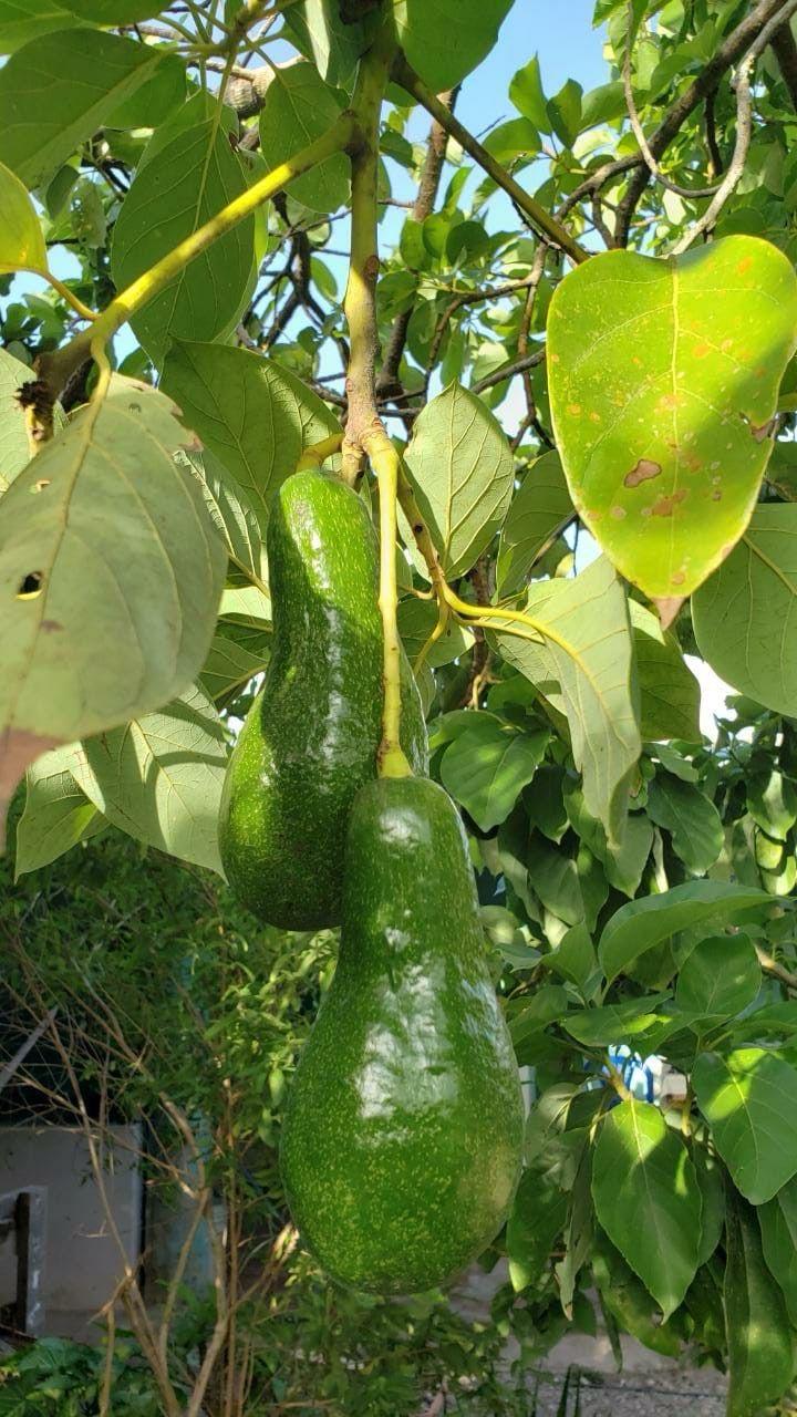 Hybrid Avocado 🥑🥑🥑 Grafting Plant (Pack Of-1)