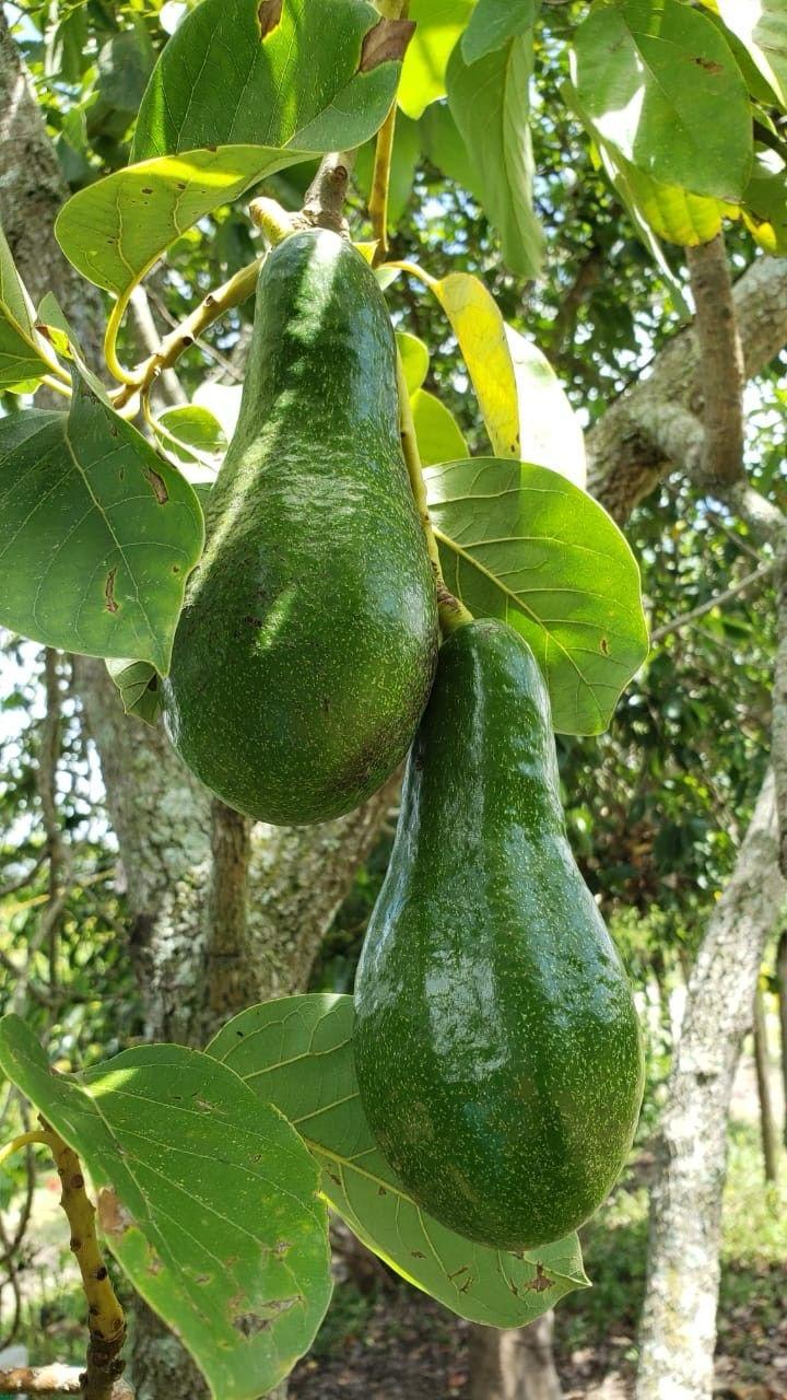 Hybrid Avocado 🥑🥑🥑 Grafting Plant (Pack Of-1)