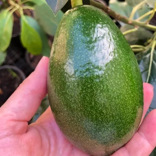 Hybrid Avocado 🥑🥑🥑 Grafting Plant (Pack Of-1)