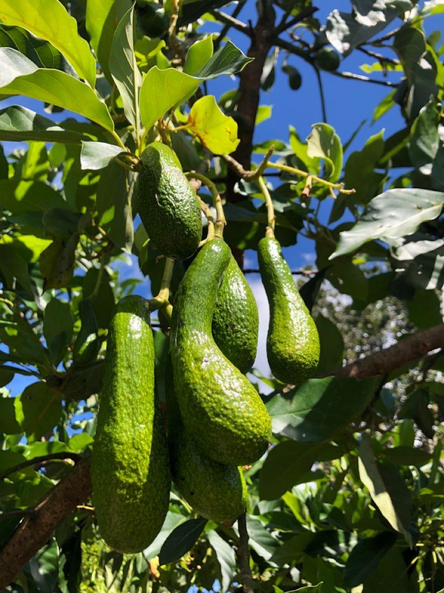 Hybrid Avocado 🥑🥑🥑 Grafting Plant (Pack Of-1)