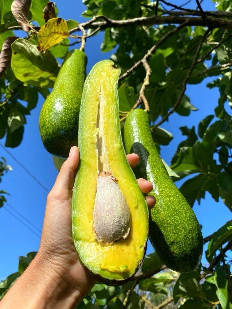 Hybrid Avocado 🥑🥑🥑 Grafting Plant (Pack Of-1)