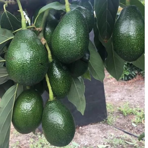 Hybrid Avocado 🥑🥑🥑 Grafting Plant (Pack Of-1)