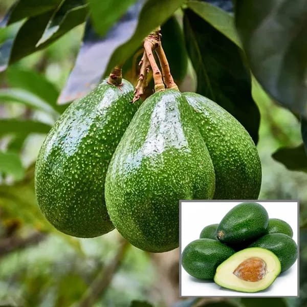 Hybrid Avocado 🥑🥑🥑 Grafting Plant (Pack Of-1)
