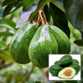 Hybrid Avocado 🥑🥑🥑 Grafting Plant (Pack Of-1)