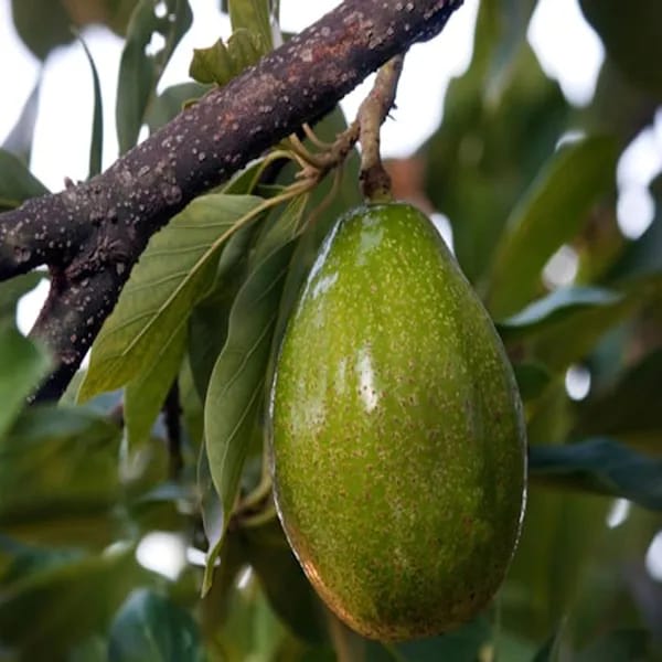 Hybrid Avocado 🥑🥑🥑 Grafting Plant (Pack Of-1)