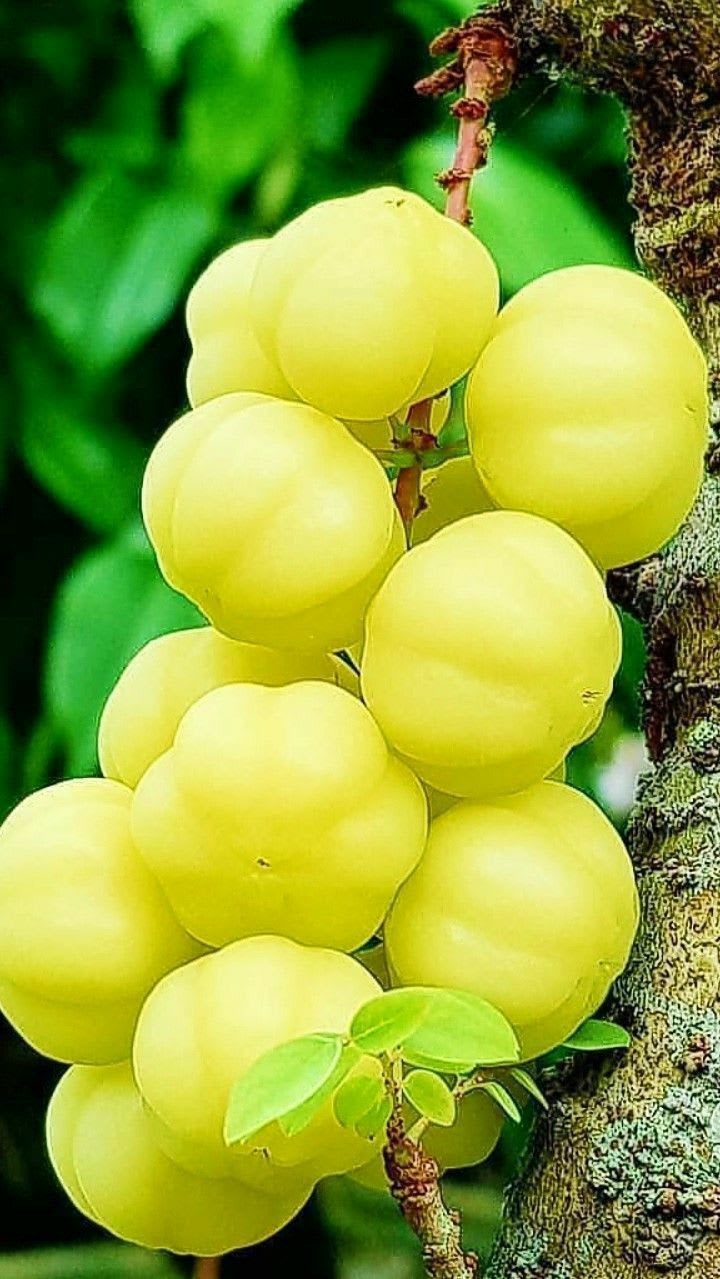 Airlayered star gooseberry plant  (Pack Of 1)