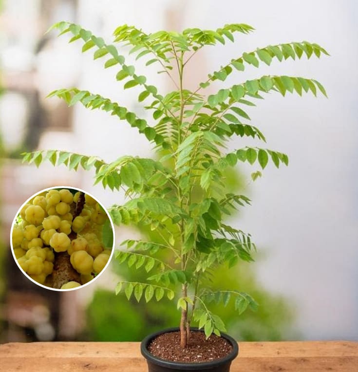 Airlayered star gooseberry plant  (Pack Of 1)