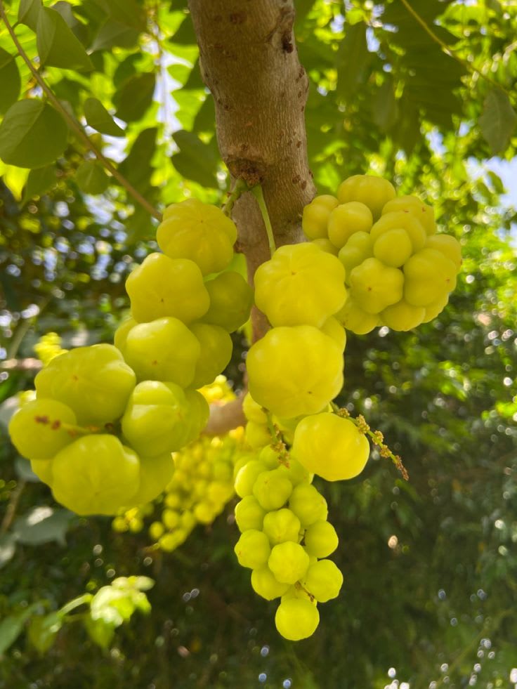 Airlayered star gooseberry plant  (Pack Of 1)