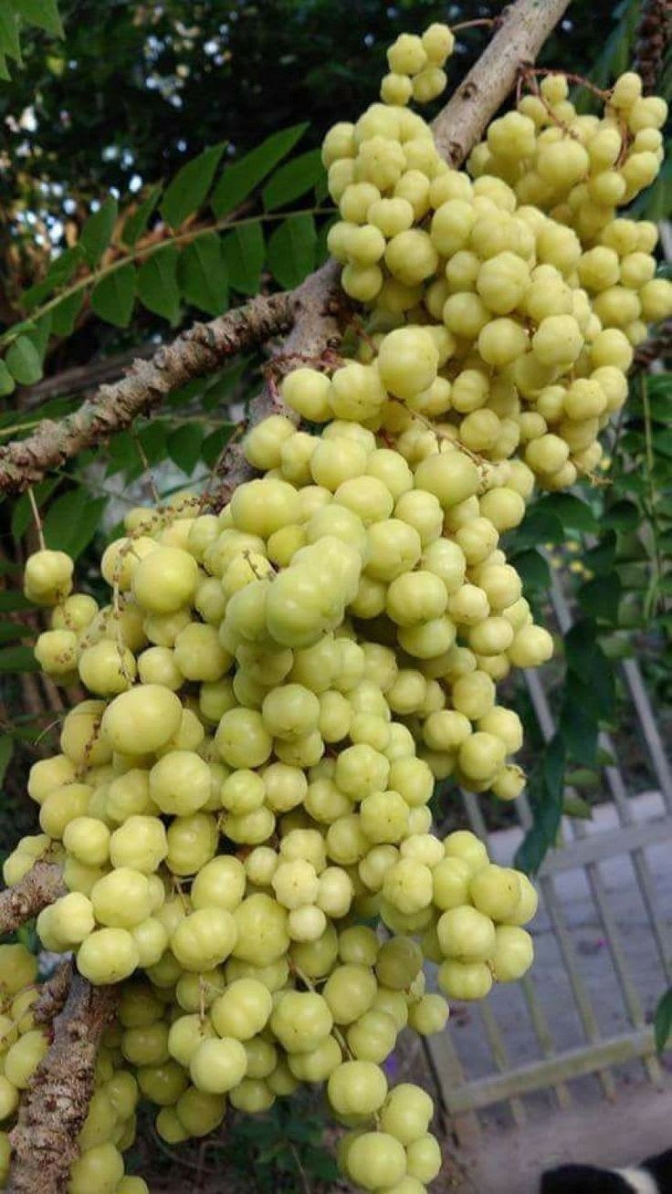 Airlayered star gooseberry plant  (Pack Of 1)