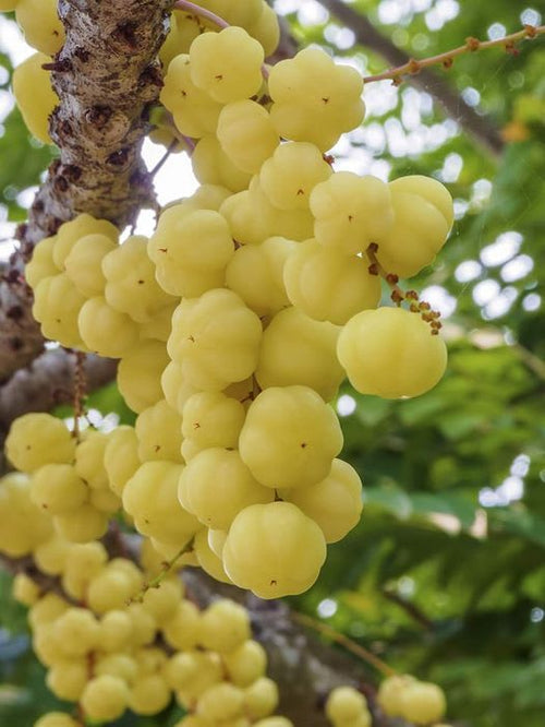 Airlayered star gooseberry plant  (Pack Of 1)