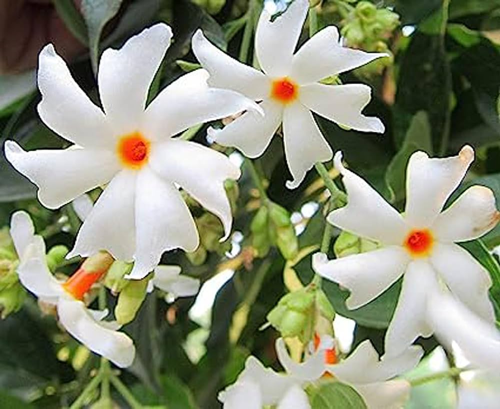All Time Parijat Night Flowering Jasmine  Plant (Pack Of 1)