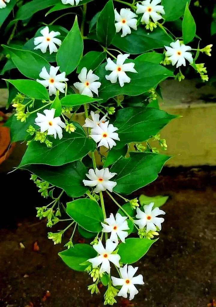All Time Parijat Night Flowering Jasmine  Plant (Pack Of 1)