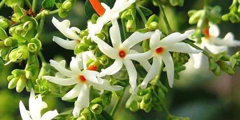 All Time Parijat Night Flowering Jasmine  Plant (Pack Of 1)