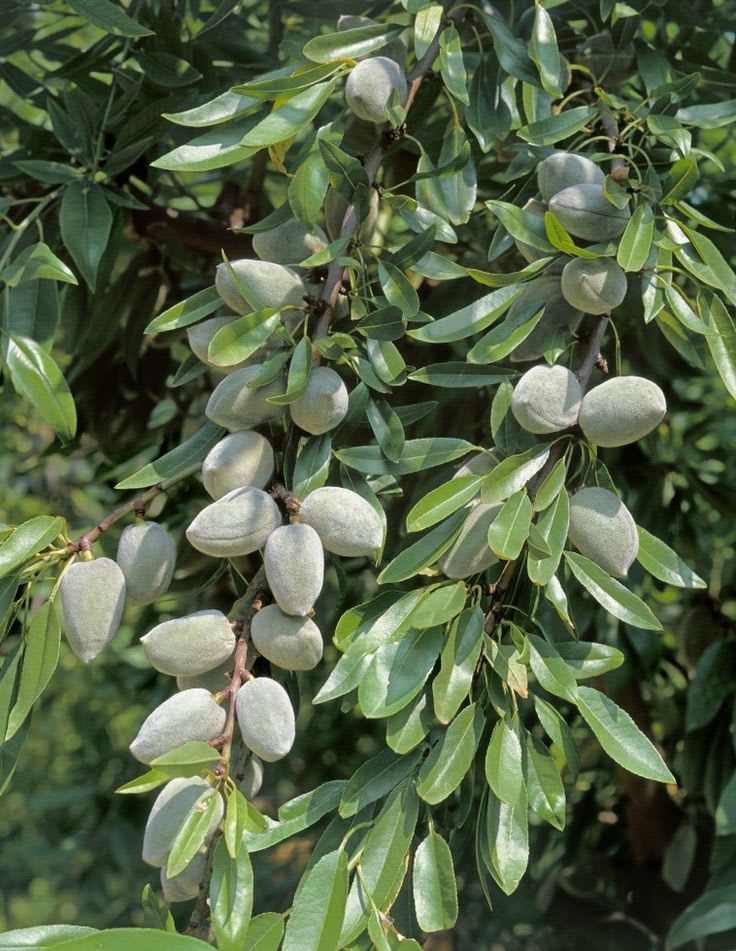 Almond Fruit Hybrid Plant (Pack Of 1 )