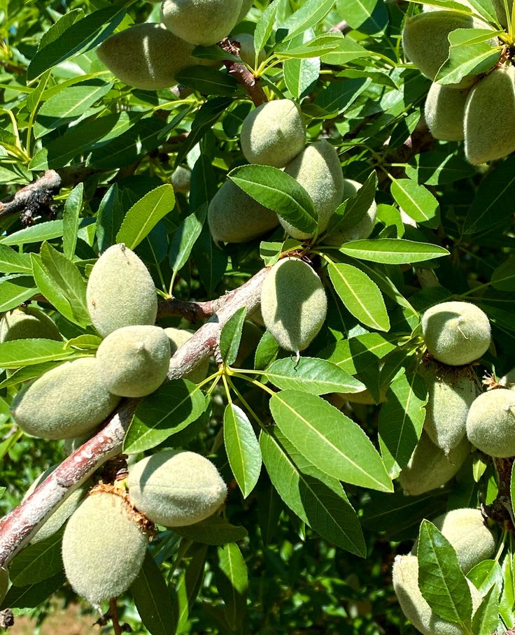 Almond Fruit Hybrid Plant (Pack Of 1 )