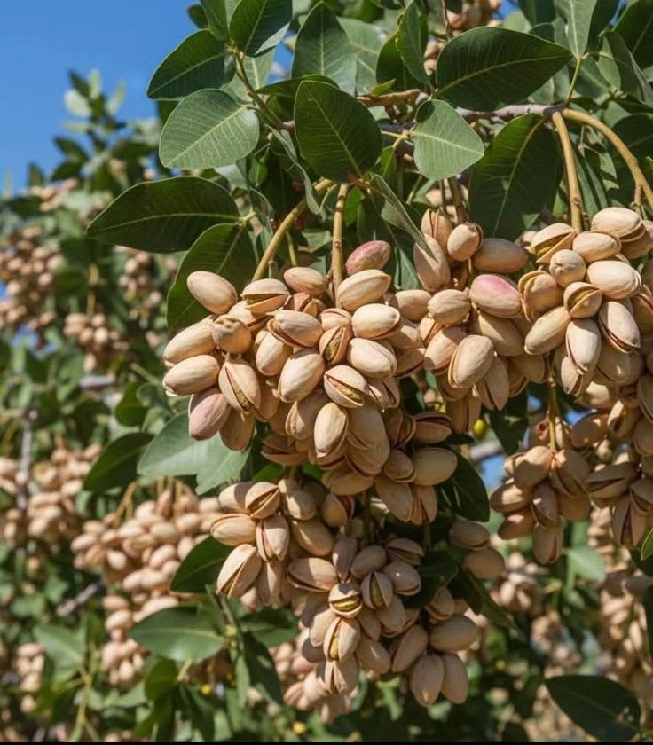 Almond Fruit Hybrid Plant (Pack Of 1 )