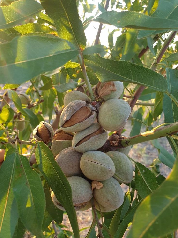 Almond Fruit Hybrid Plant (Pack Of 1 )