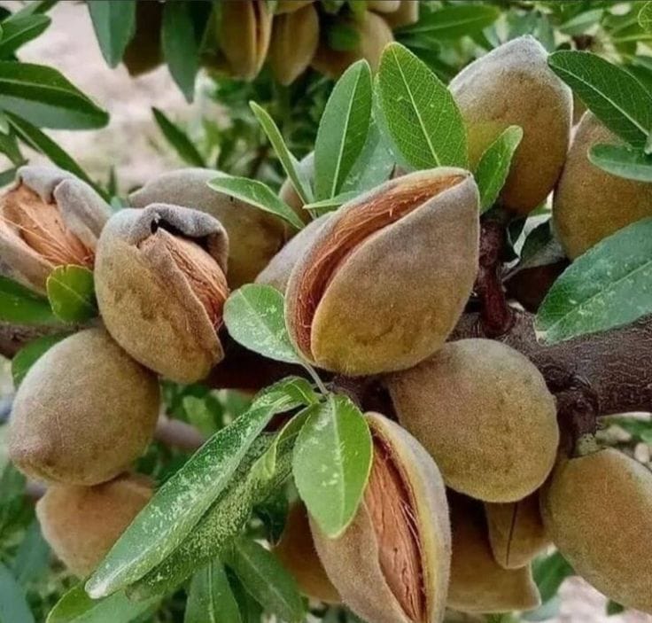 Almond Fruit Hybrid Plant (Pack Of 1 )