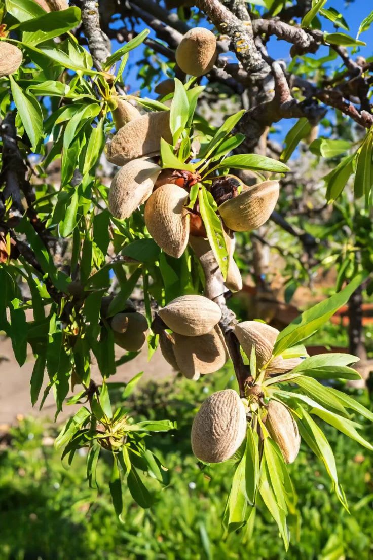 Almond Fruit Hybrid Plant (Pack Of 1 )