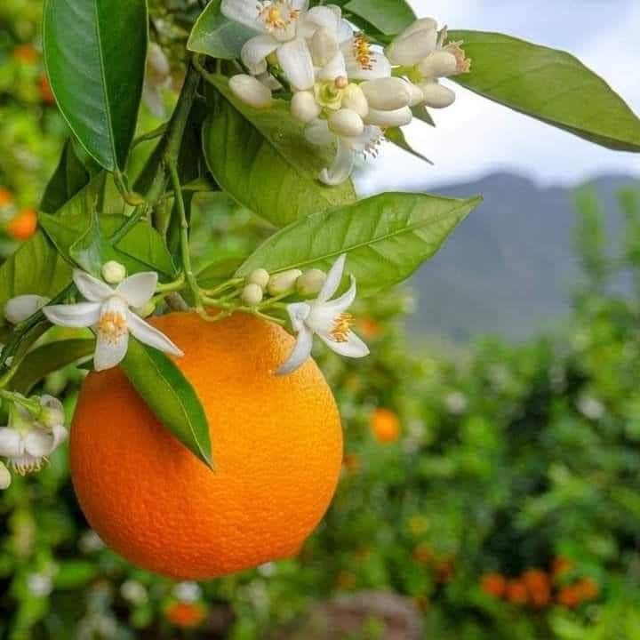 Amber Glow Orange Plant (Pack Of 1)