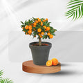 Amber Glow Orange Plant (Pack Of 1)