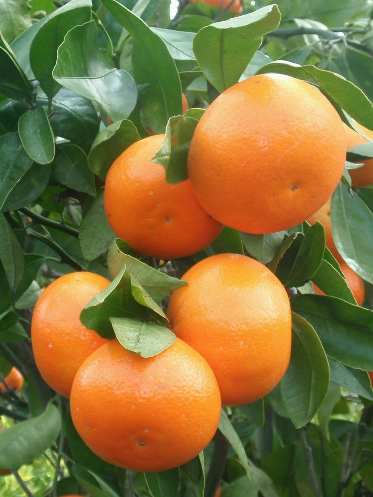 Amber Glow Orange Plant (Pack Of 1)