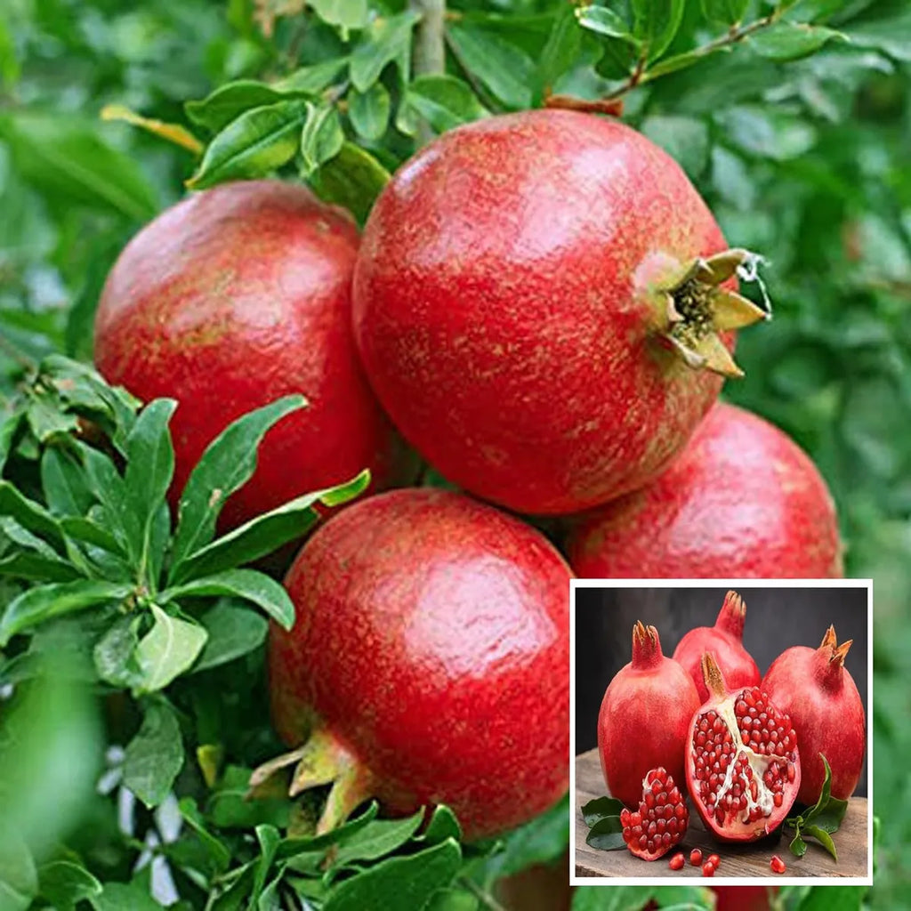 Super Bhagwa Pomegranate (Anar) - Layering/Grafted Plant (1 -3 Ft.)