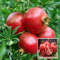 Super Bhagwa Pomegranate (Anar) - Layering/Grafted Plant (1 -3 Ft.)
