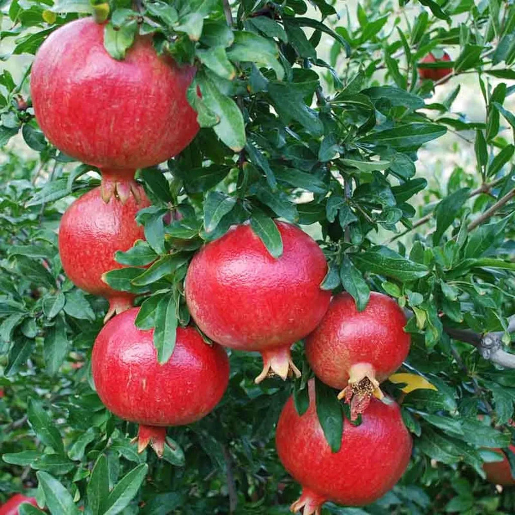 Super Bhagwa Pomegranate (Anar) - Layering/Grafted Plant (1 -3 Ft.)
