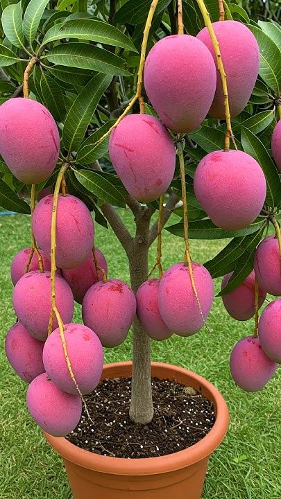 Apple Mango Plant Grafting And Hybrid (Pack Of 1)