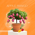 Apple Mango Plant Grafting And Hybrid (Pack Of 1)