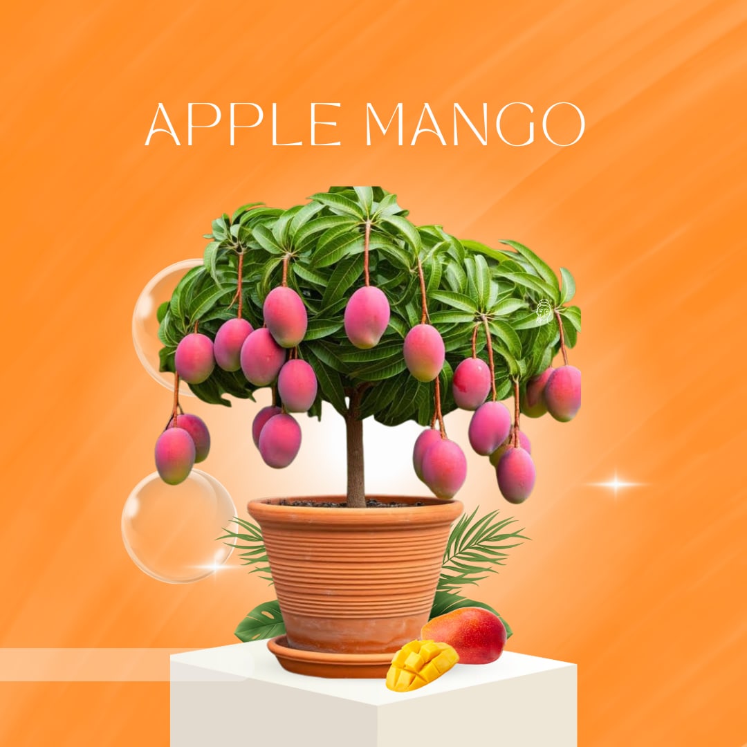 Apple Mango Plant Grafting And Hybrid (Pack Of 1)