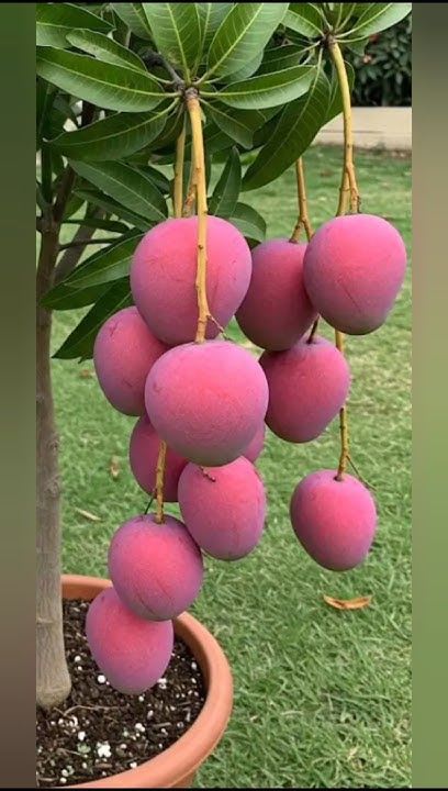 Apple Mango Plant Grafting And Hybrid (Pack Of 1)