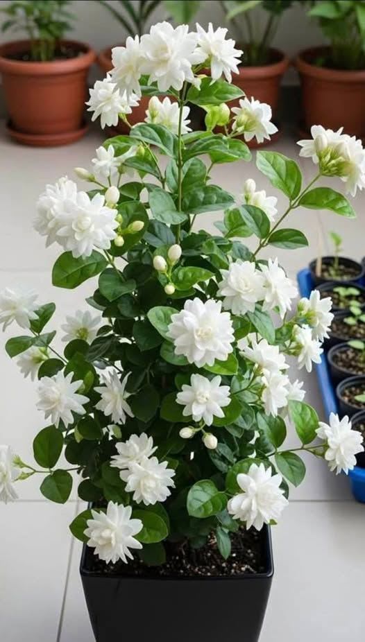 Arabian Jasmine (Bell Ful) Pack Of 1