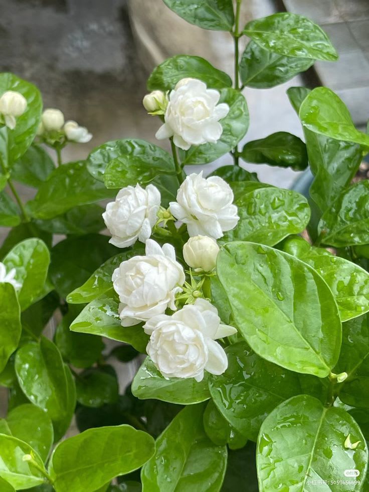 Arabian Jasmine (Bell Ful) Pack Of 1