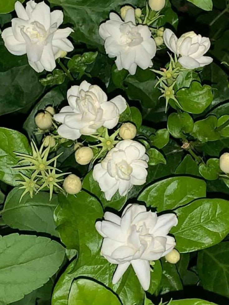 Arabian Jasmine (Bell Ful) Pack Of 1