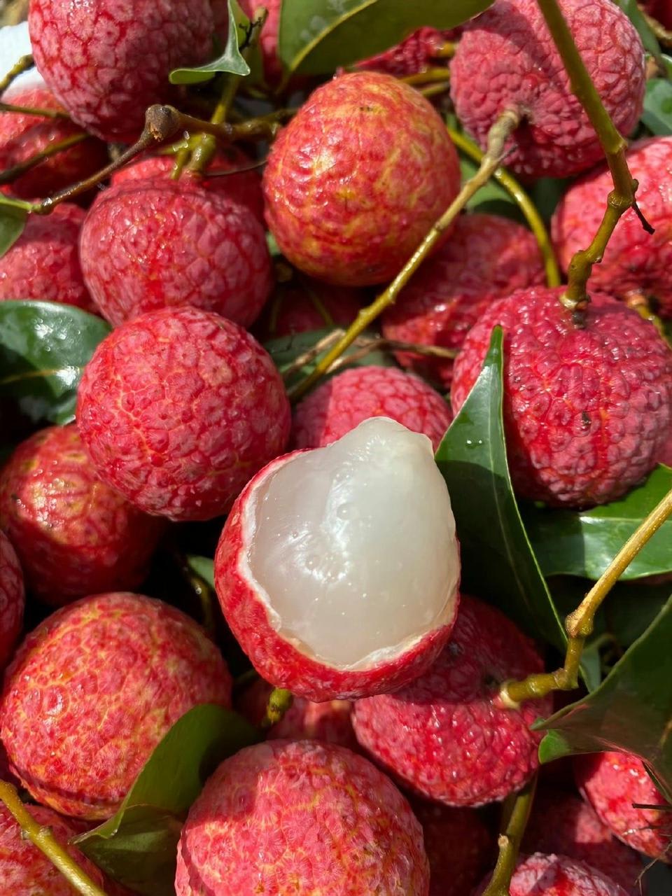 Ata Bombay Litchi Hybrid Grafting Fruit Plant (Pack Of 1)