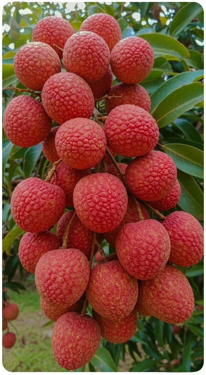 Ata Bombay Litchi Hybrid Grafting Fruit Plant (Pack Of 1)