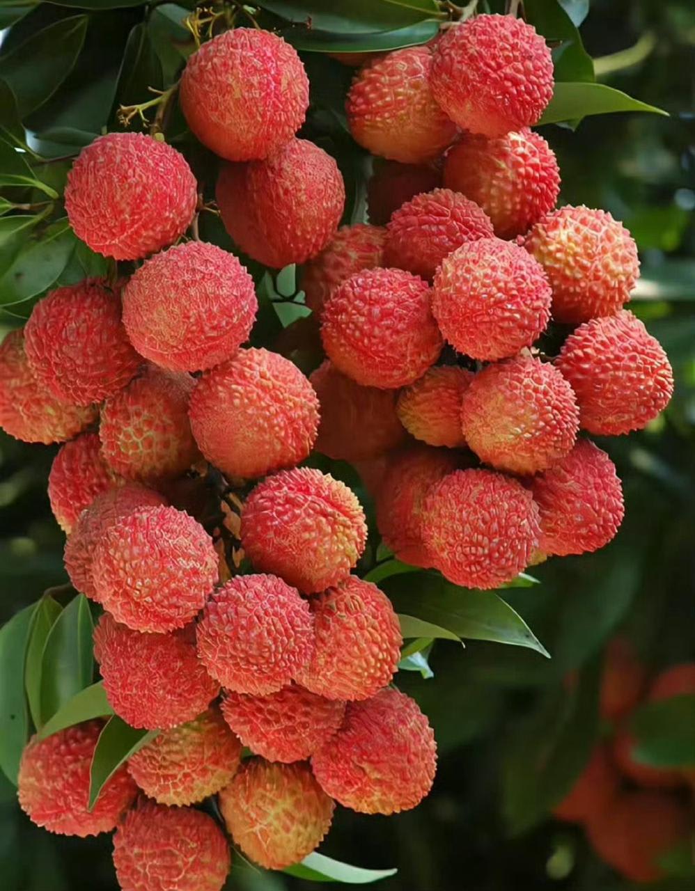 Ata Bombay Litchi Hybrid Grafting Fruit Plant (Pack Of 1)