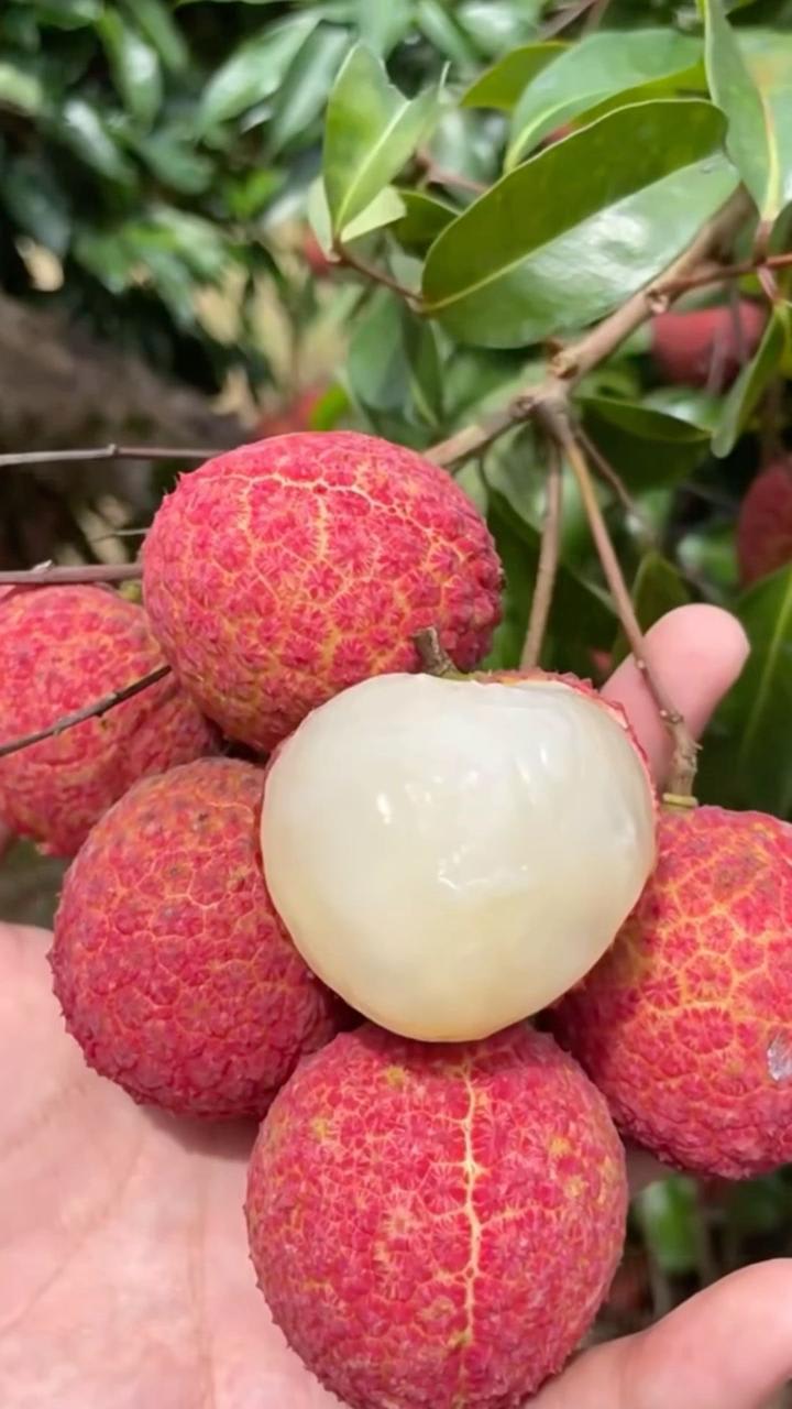 Ata Bombay Litchi Hybrid Grafting Fruit Plant (Pack Of 1)