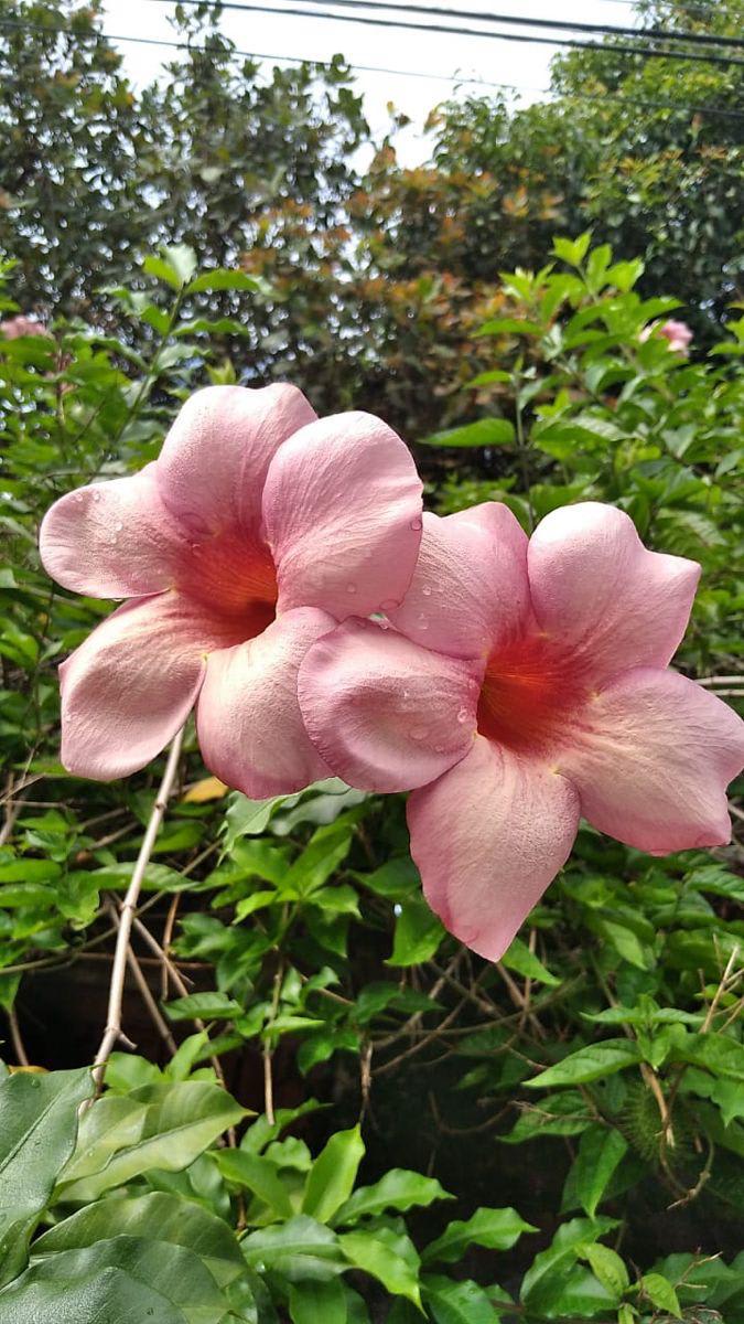 Hybrid Pink Allamanda Flower Plant (Pack Of-1 )