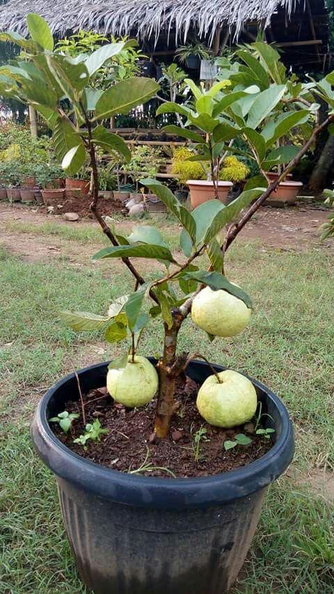 Hybrid Baruipur Guava Fruit Plant ( Pack Of-1 )