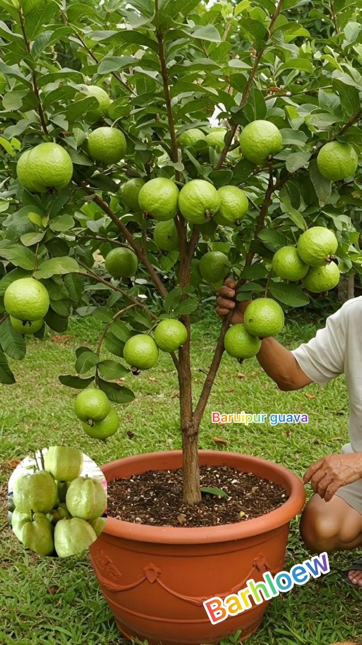 Hybrid Baruipur Guava Fruit Plant ( Pack Of-1 )