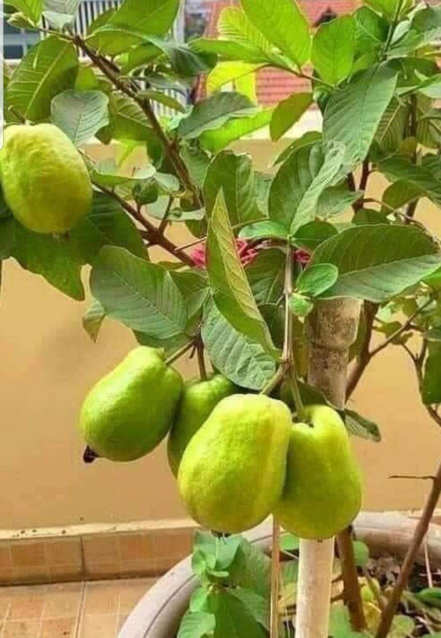 Hybrid Baruipur Guava Fruit Plant ( Pack Of-1 )