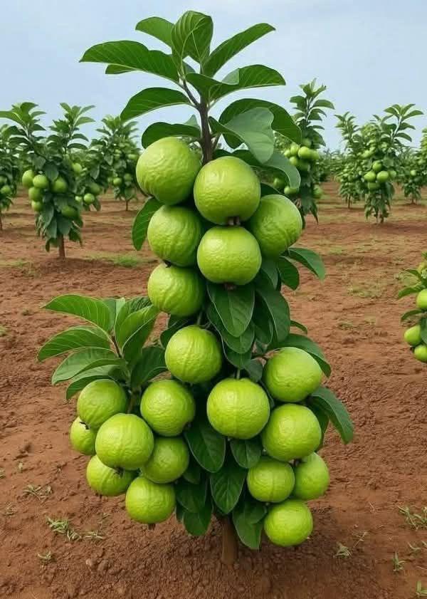 Hybrid Baruipur Guava Fruit Plant ( Pack Of-1 )