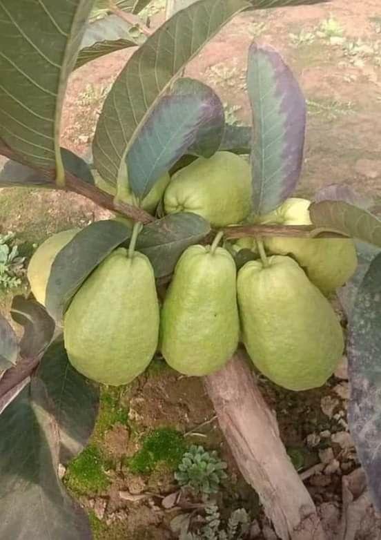 Hybrid Baruipur Guava Fruit Plant ( Pack Of-1 )