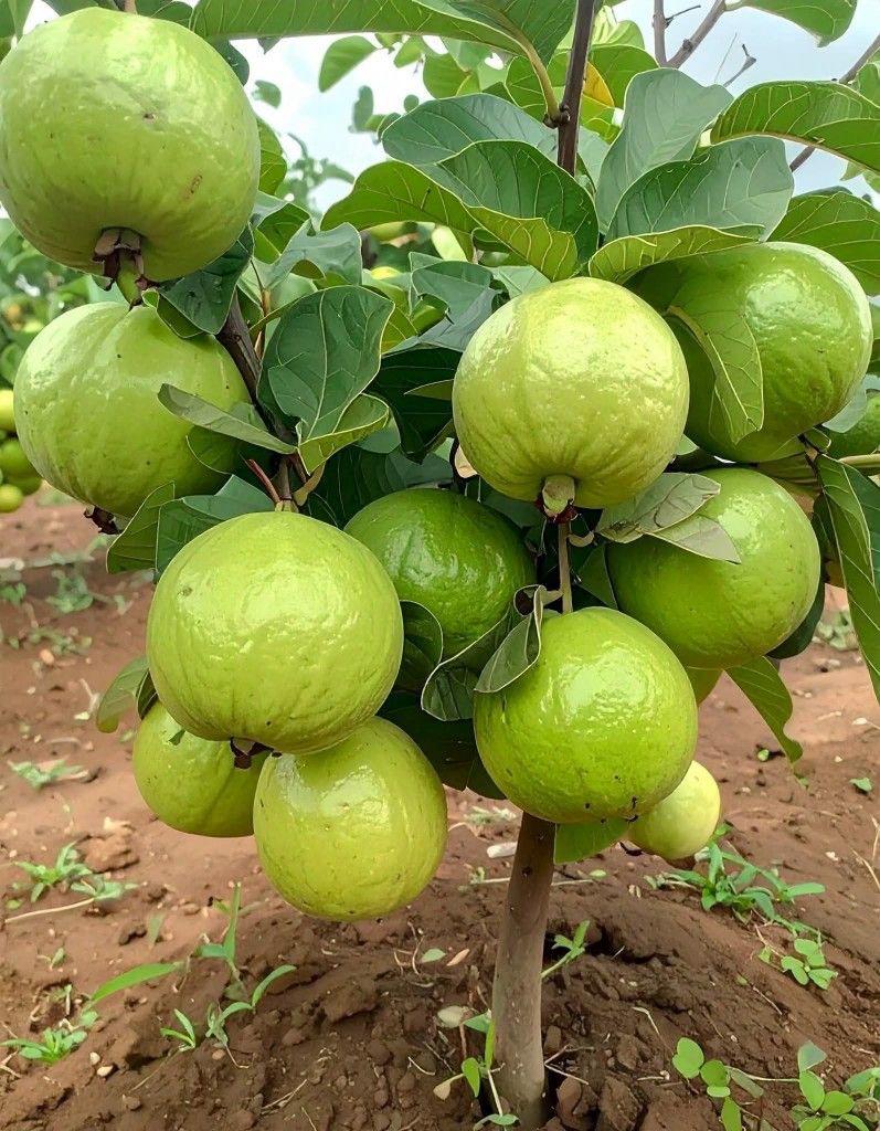 Hybrid Baruipur Guava Fruit Plant ( Pack Of-1 )