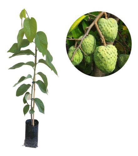 Custard Apple Fruit Plant (Hybrid & Grafting )Pack Of-1