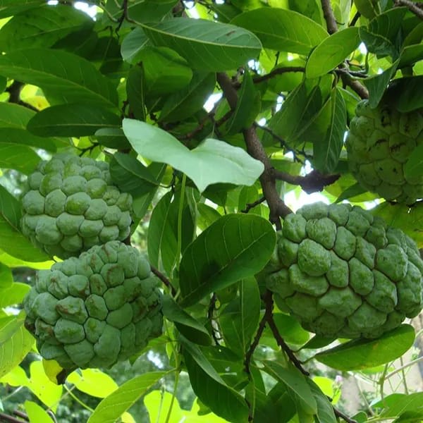 Custard Apple Fruit Plant (Hybrid & Grafting )Pack Of-1