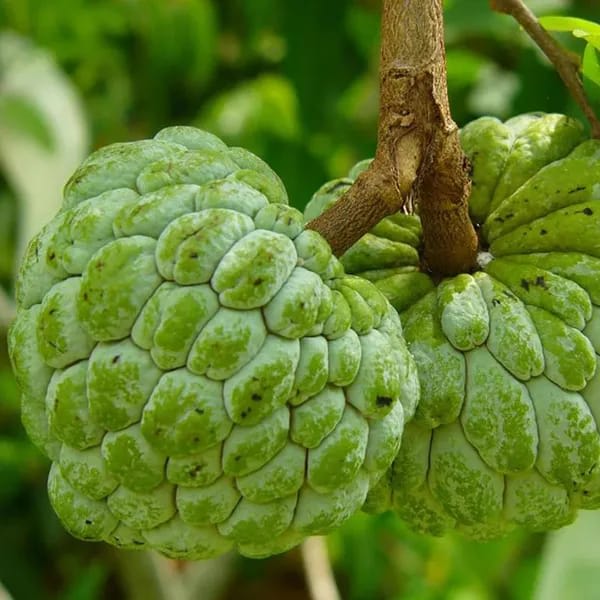 Custard Apple Fruit Plant (Hybrid & Grafting )Pack Of-1